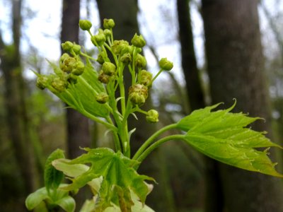 Inflorescences dressées et feuilles pendantes d'érable pla… 