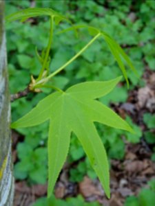 Feuilles, Copalme d'Amérique, Liquidambar styraciflua, Ham… 