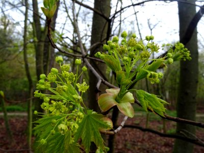 Inflorescences dressées et feuilles pendantes d'érable pla… 