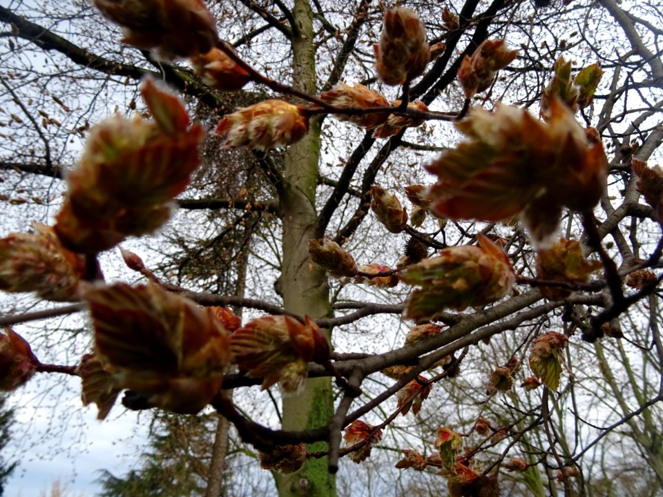 Bourgeons et jeunes feuilles de hêtre pourpre, Fagus sylva… 