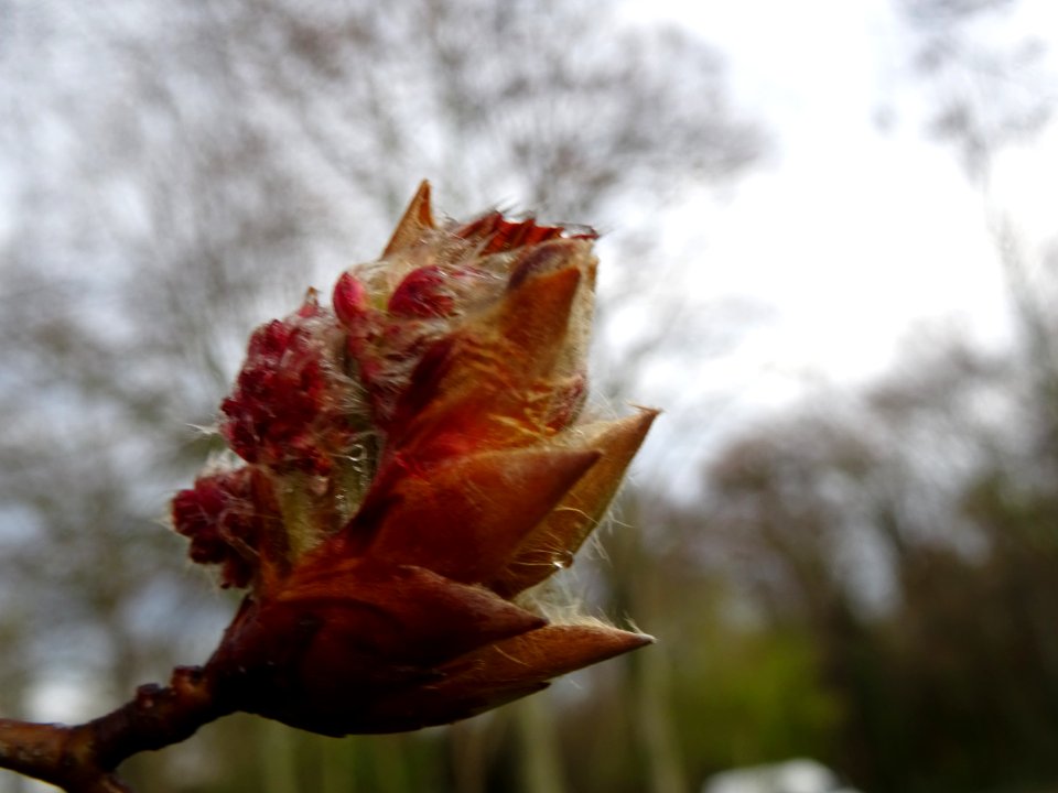 Fleur femelle et jeunes feuilles de hêtre pourpre, Fagus s… 