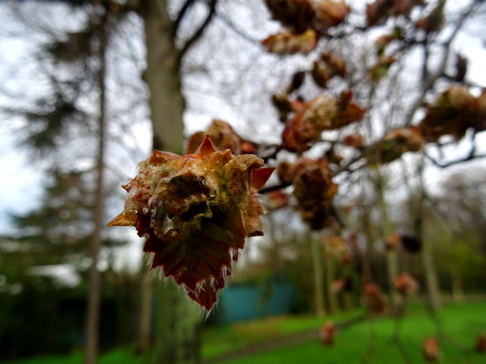 Bourgeons et jeunes feuilles de hêtre pourpre, Fagus sylva… 