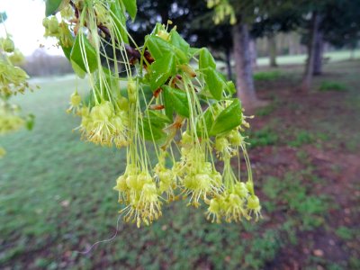 Rameaux d'érable de Montpellier, fleurs aux longs pédoncul… 