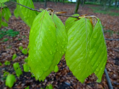 Feuilles de hêtre ou fayard, à stipules, Fagus sylvatica, … 