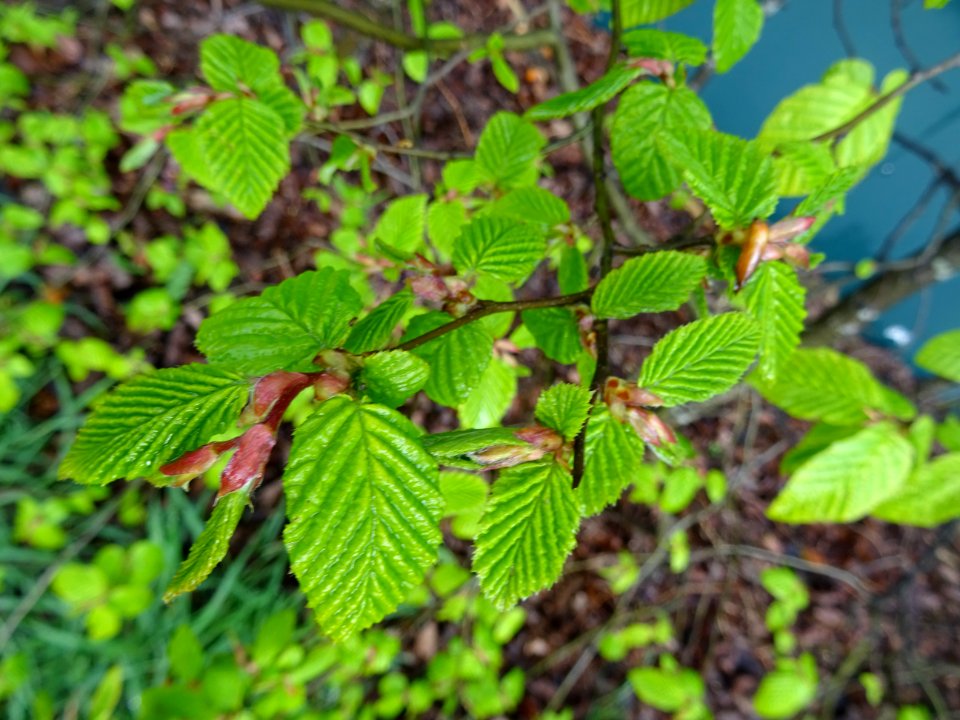 Feuilles de Charme, Carpinus betulus, Corylacées 