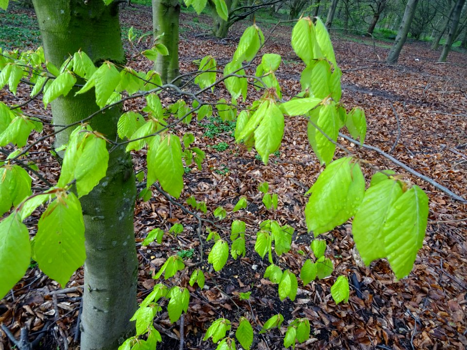 Feuilles de hêtre ou fayard, à stipules, Fagus sylvatica, … 