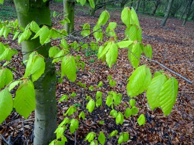 Feuilles de hêtre ou fayard, à stipules, Fagus sylvatica, … 
