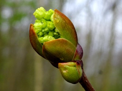 Bourgeon et inflorescence d'érable plane, Acer planatoides… 