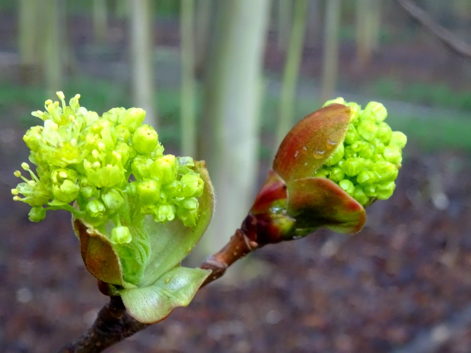 Bourgeons et inflorescences d'érable plane, Acer planatoid… 