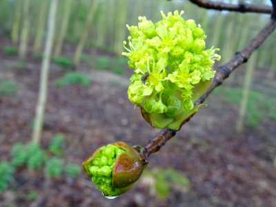 Bourgeons et inflorescences d'érable plane, Acer planatoid… 