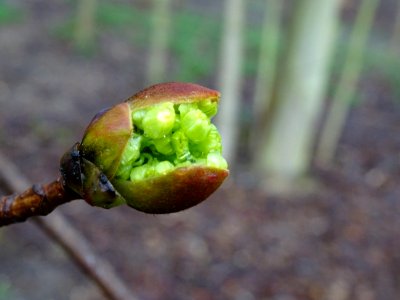 Bourgeon et inflorescence d'érable plane, Acer planatoides… 
