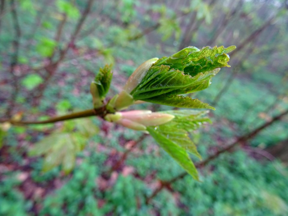 Bourgeon et jeunes feuilles, Erable sycomore, Acer pseudop… 