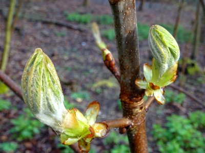 Débourrrement des bourgeons et jeunes feuilles, Jeunes feu… 