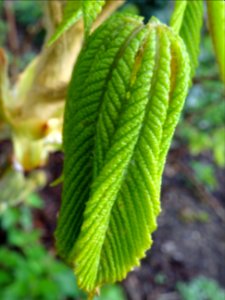 Jeunes feuilles, Marronnier d'Inde, Aesculus hippocastanum… 