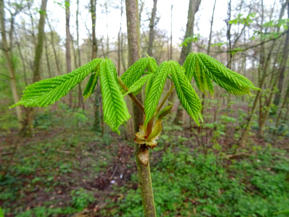 Jeunes feuilles, Marronnier d'Inde, Aesculus hippocastanum… 