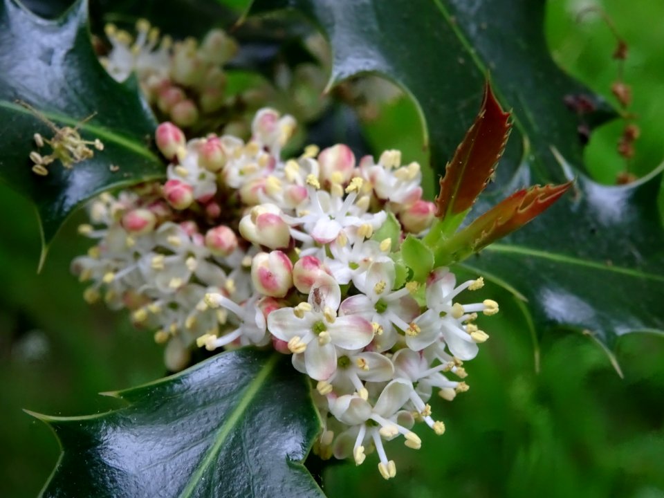 Fleurs et feuilles de Houx, Ilex aquifolium, Aquifoliacées… 
