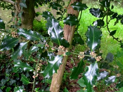 Fleurs et feuilles de Houx, Ilex aquifolium, Aquifoliacées… 