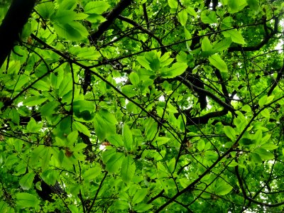 Feuilles de Châtaignier commun, Castanea sativa, Fagacées 