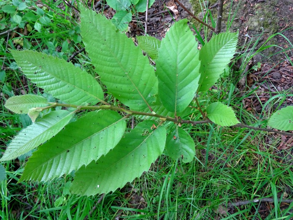 Feuilles de Châtaignier commun, Castanea sativa, Fagacées 