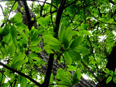 Feuilles de Châtaignier commun, Castanea sativa, Fagacées 