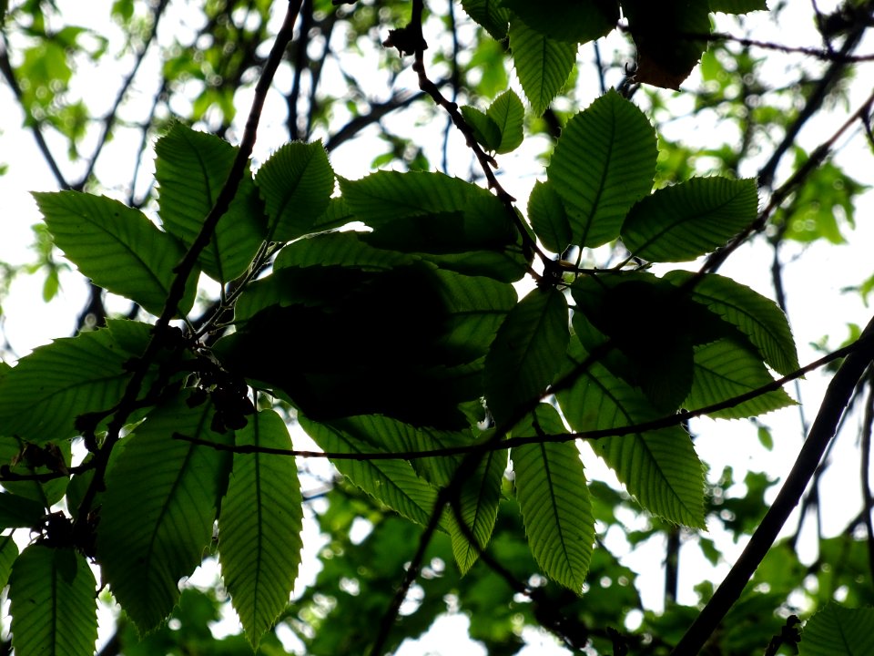 Feuilles de Châtaignier commun, Castanea sativa, Fagacées 