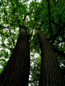 Troncs et feuilles de Châtaignier commun, Castanea sativa,… 