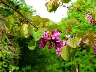 Fleurs et feuilles de l'Arbre de Judée, Cercis siliquastru… 