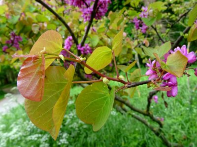 Fleurs et feuilles de l'Arbre de Judée, Cercis siliquastru… 