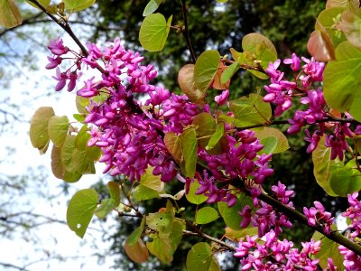 Fleurs et feuilles de l'Arbre de Judée, Cercis siliquastru… 