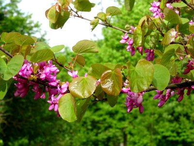 Fleurs et feuilles de l'Arbre de Judée, Cercis siliquastru… 