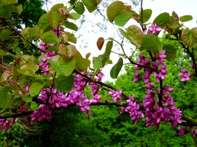 Fleurs et feuilles de l'Arbre de Judée, Cercis siliquastru… 