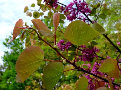 Fleurs et feuilles de l'Arbre de Judée, Cercis siliquastru… 