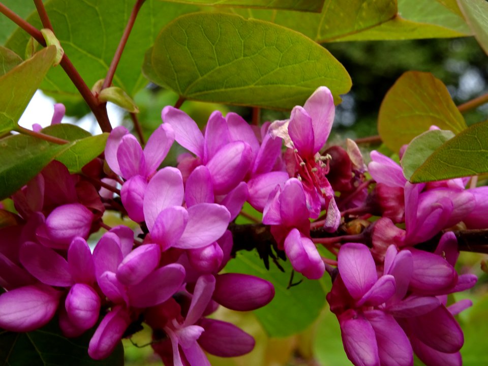 Fleurs et feuilles de l'Arbre de Judée, Cercis siliquastru… 