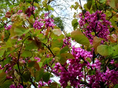 Fleurs et feuilles de l'Arbre de Judée, Cercis siliquastru… 
