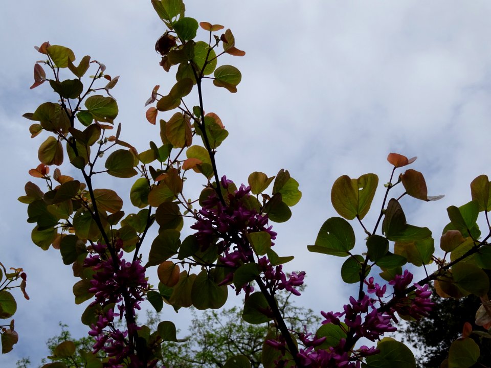 Fleurs et feuilles de l'Arbre de Judée, Cercis siliquastru… 