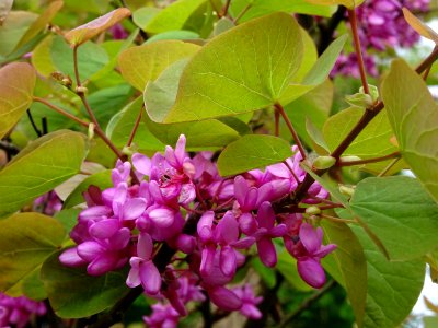 Fleurs et feuilles de l'Arbre de Judée, Cercis siliquastru… 