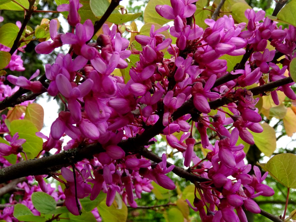 Fleurs et feuilles de l'Arbre de Judée, Cercis siliquastru… 