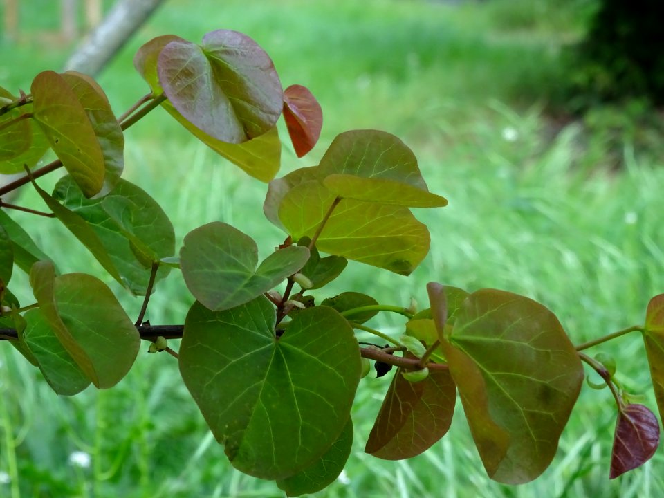 Feuilles de l'Arbre de Judée, Cercis siliquastrum, Césalpi… 