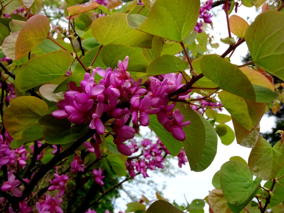 Fleurs et feuilles de l'Arbre de Judée, Cercis siliquastru… 