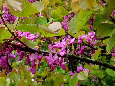 Fleurs et feuilles de l'Arbre de Judée, Cercis siliquastru… 