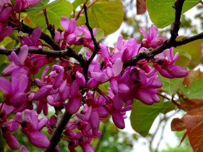 Fleurs et feuilles de l'Arbre de Judée, Cercis siliquastru… 