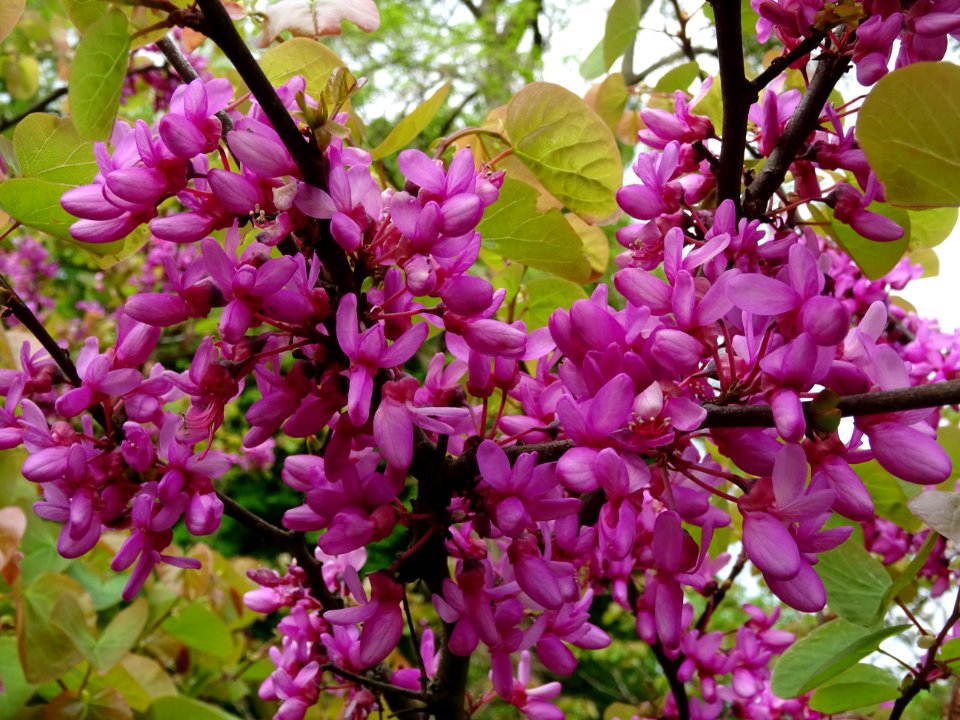 Fleurs et feuilles de l'Arbre de Judée, Cercis siliquastru… 