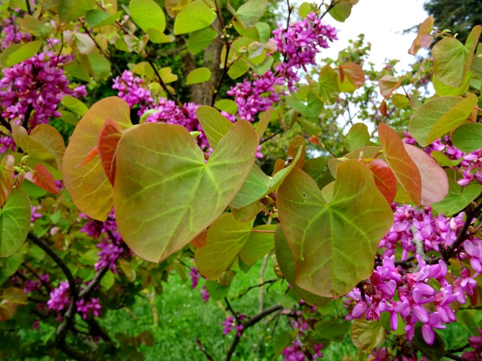 Fleurs et feuilles de l'Arbre de Judée, Cercis siliquastru… 