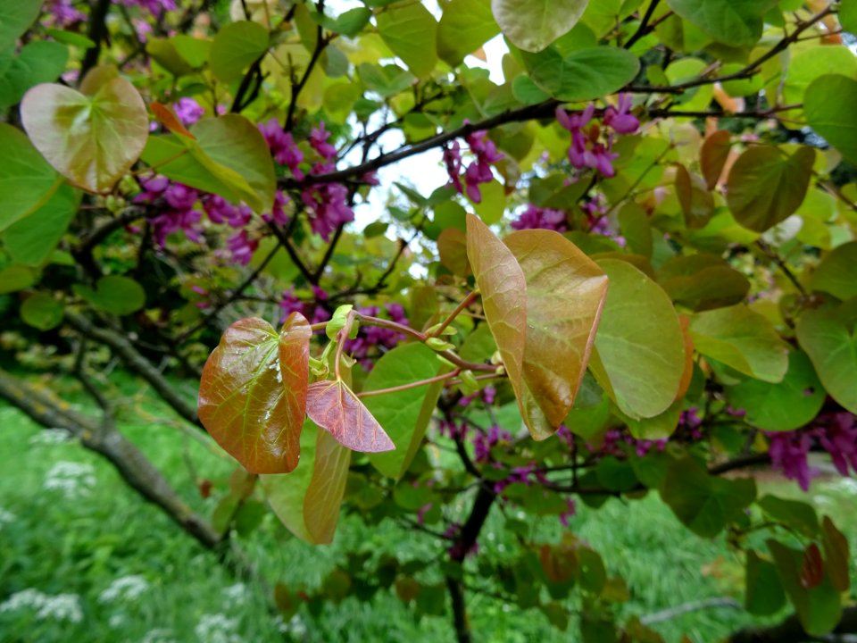 Fleurs et feuilles de l'Arbre de Judée, Cercis siliquastru… 