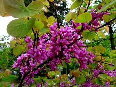 Fleurs et feuilles de l'Arbre de Judée, Cercis siliquastru… 