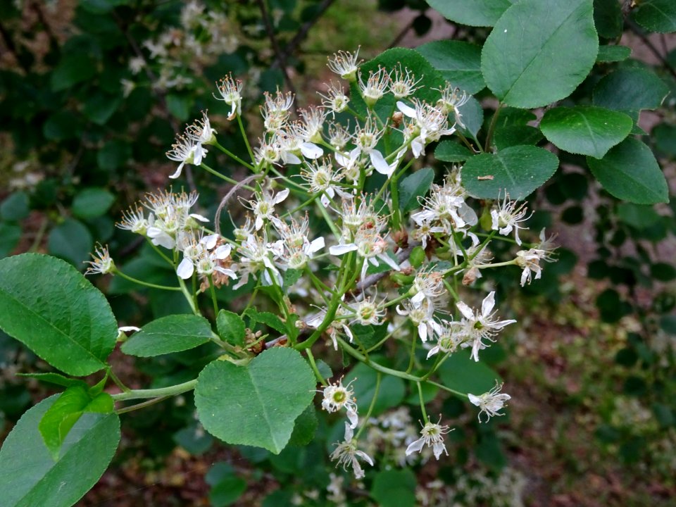 Fleurs dressées du Cerisier de Ste Lucie, Prunus Mahaleb, … 