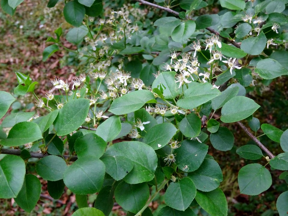 Fleurs dressées du Cerisier de Ste Lucie, Prunus Mahaleb, … 