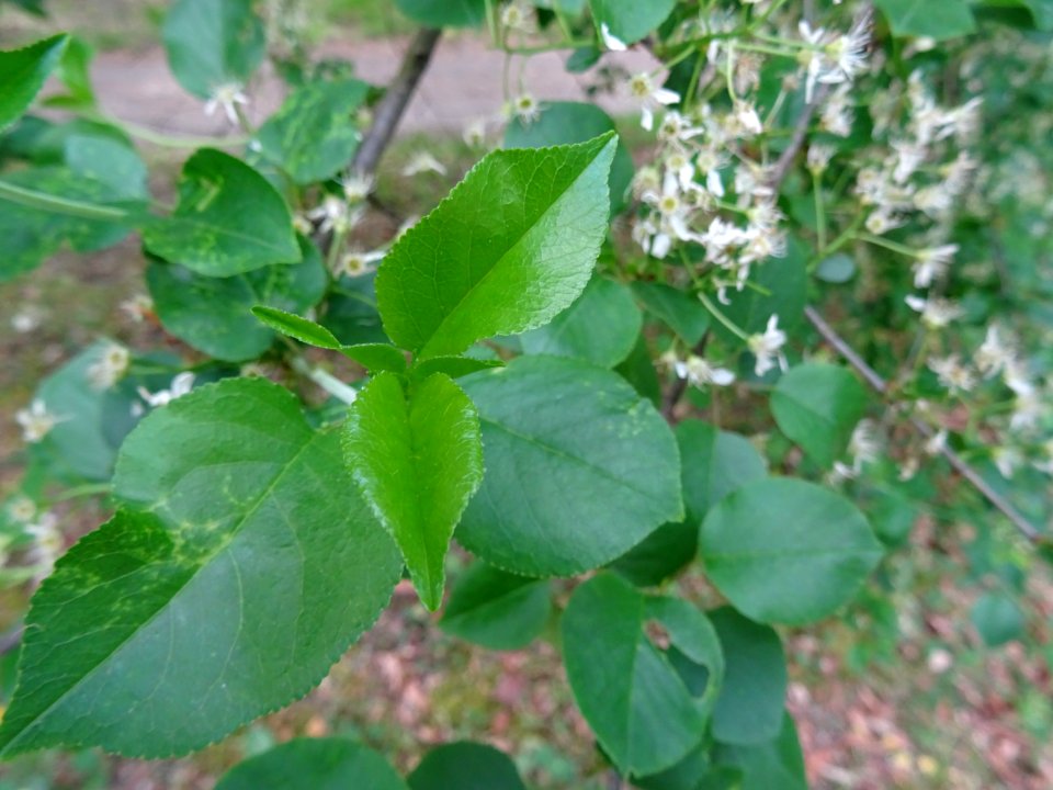 Feuilles à limbe arrondi, terminées en pointe du Cerisier … 