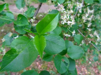 Feuilles à limbe arrondi, terminées en pointe du Cerisier … 