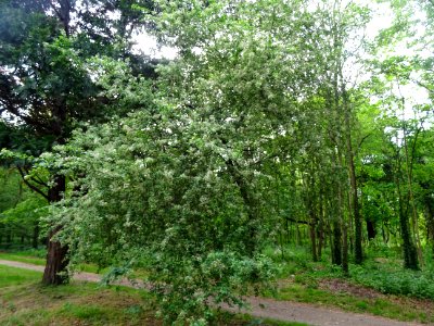 Cerisier de Ste Lucie, Prunus Mahaleb, Rosacées 